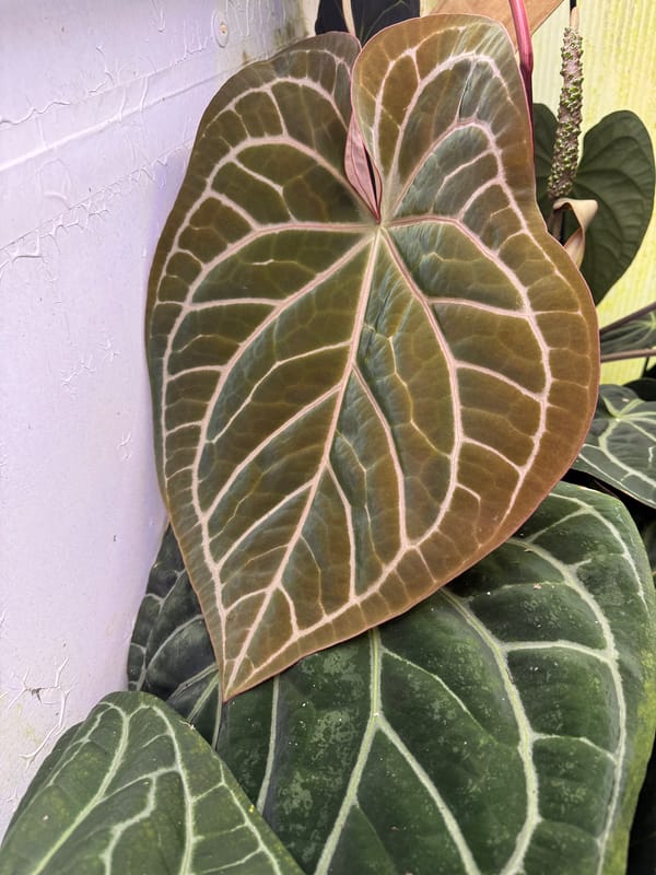 red crystal, unknown lineage mother plant, photo 2 of 2