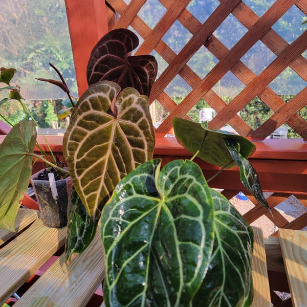 red crystal, unknown lineage mother plant, photo 1 of 2