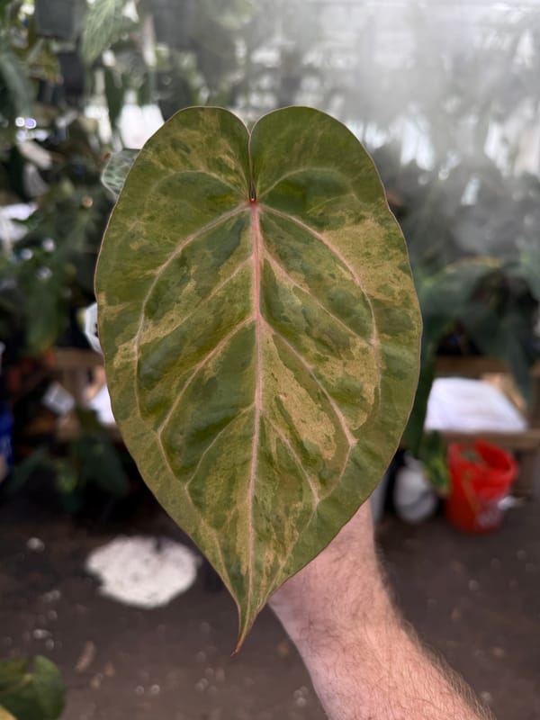 "Justin" x red crystal mother plant, photo 4 of 4