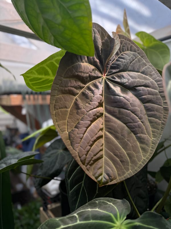 (regale x luxurians) x "Big Black Block" mother plant, photo 3 of 3
