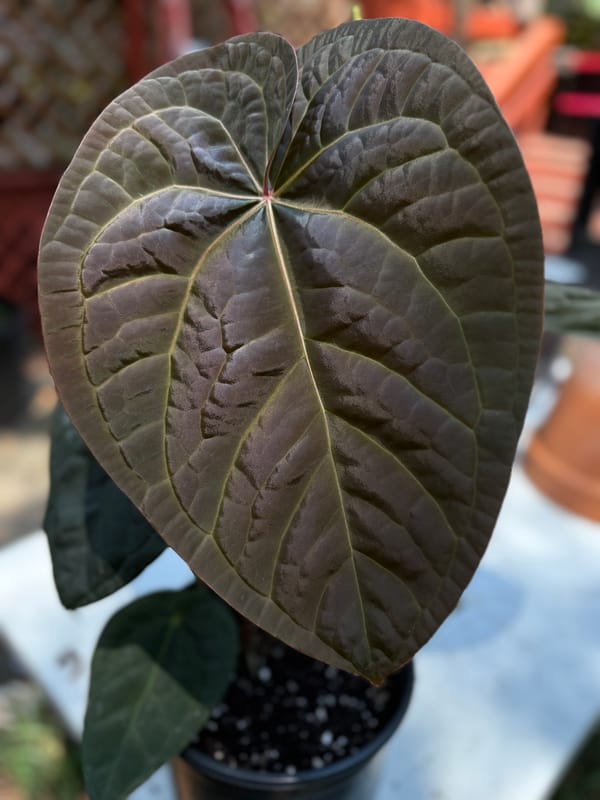 (regale x luxurians) x "Big Black Block" mother plant, photo 1 of 3