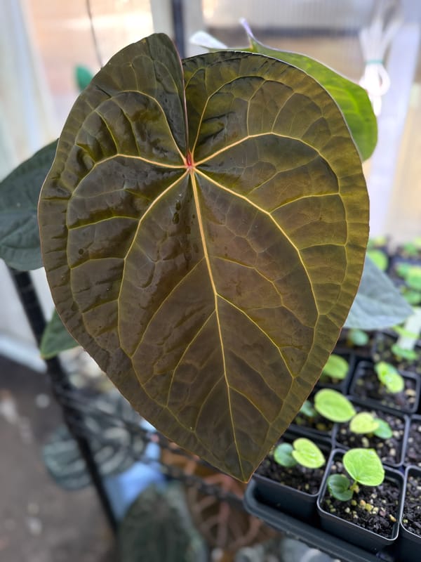 (regale x luxurians) x "Big Black Block" mother plant, photo 2 of 3