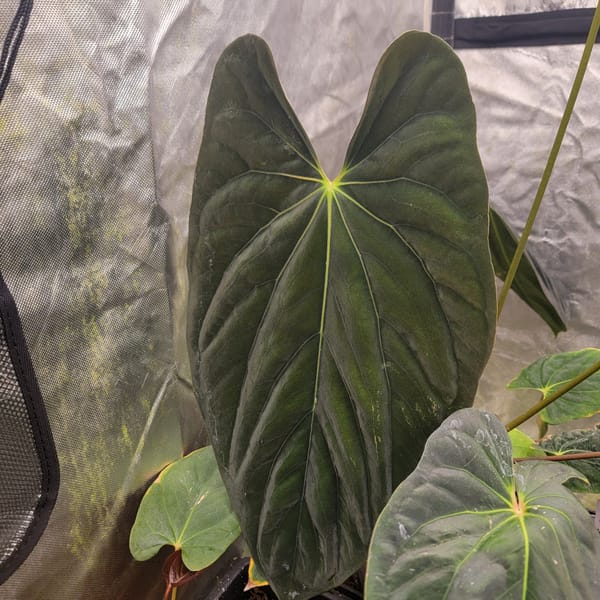papillilaminum "RLFS" x antolakii "Felix" mother plant, photo 2 of 3