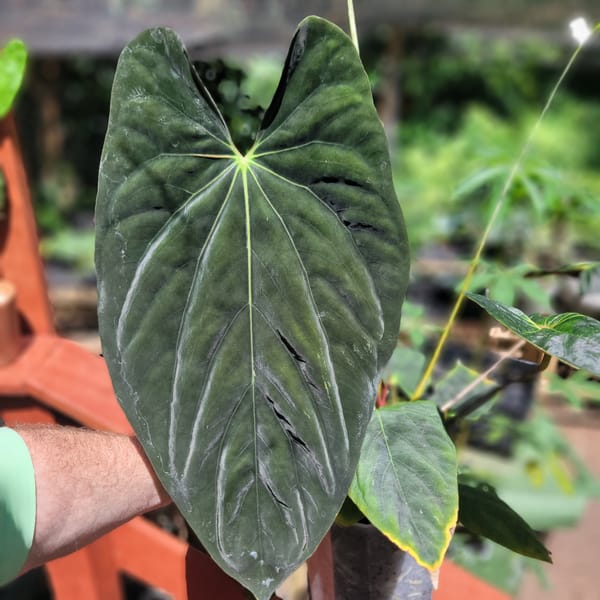papillilaminum "RLFS" x antolakii "Felix" mother plant, photo 3 of 3