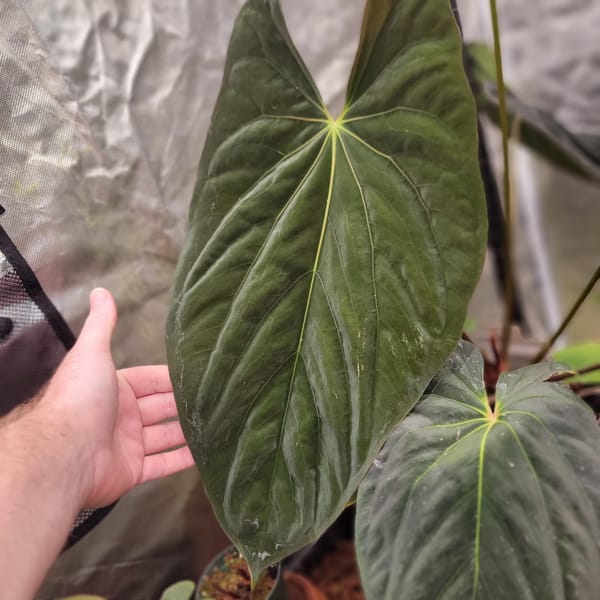 papillilaminum "RLFS" x antolakii "Felix" mother plant, photo 1 of 3