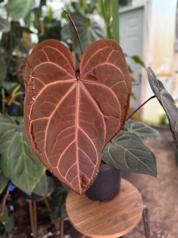 "Red Velvet Cake" x "Zara" mother plant, photo 2 of 4
