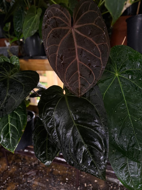 "Red Velvet Cake" x "Zara" mother plant, photo 3 of 4