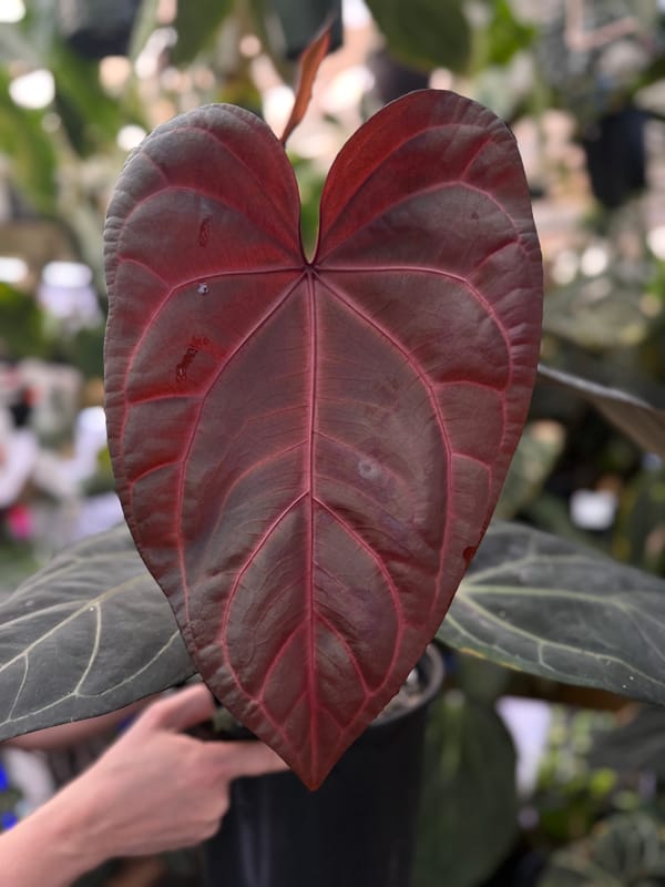 "Red Velvet Cake" x "Zara" mother plant, photo 4 of 4
