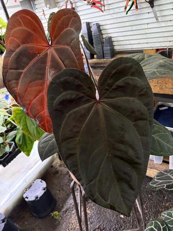 "Red Velvet Cake" x "Zara" mother plant, photo 1 of 4