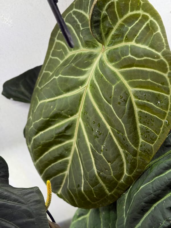 "Sam's Dream" mother plant, photo 2 of 4