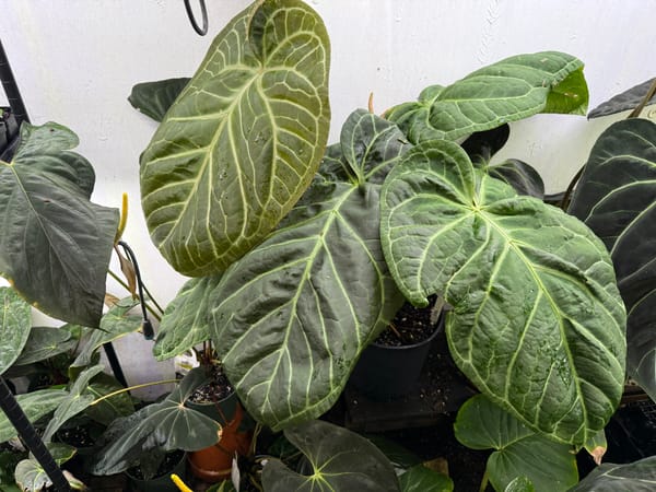 "Sam's Dream" mother plant, photo 3 of 4