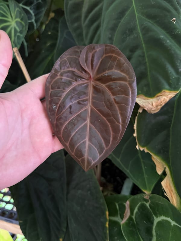 "Sam's Dream" mother plant, photo 4 of 4