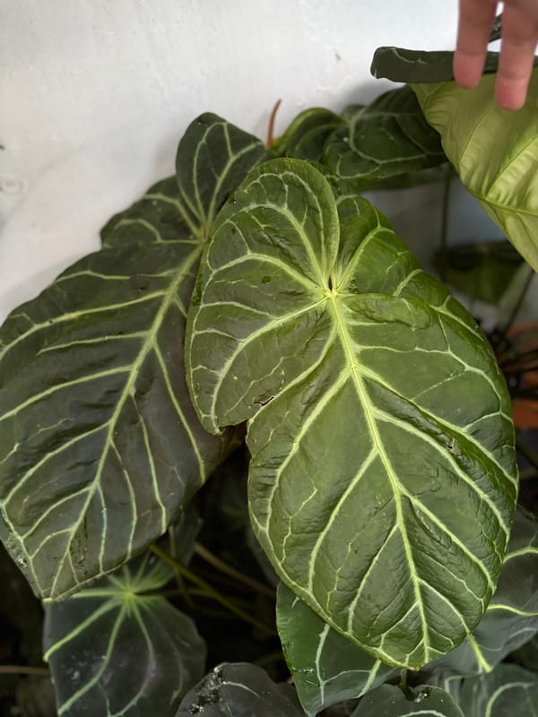 "Sam's Dream" mother plant, photo 1 of 4