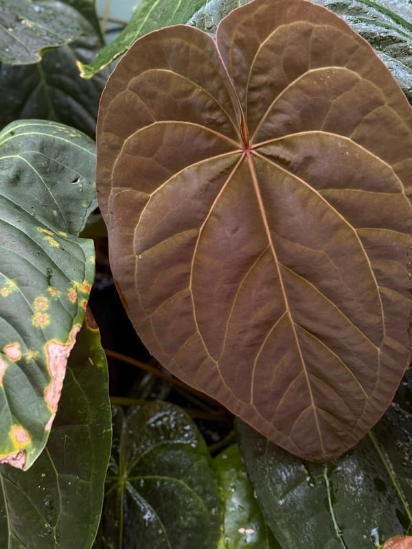 Anthurium SKG dressleri x magnificum mother plant, photo 2 of 4