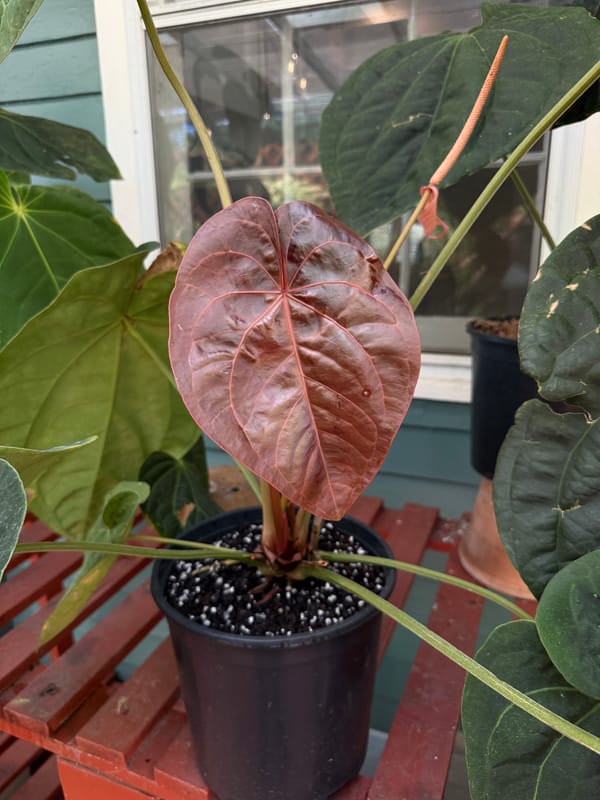 Anthurium SKG dressleri x magnificum mother plant, photo 3 of 4