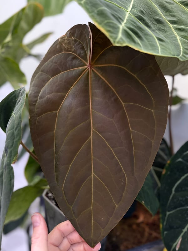 Anthurium SKG dressleri x magnificum mother plant, photo 4 of 4