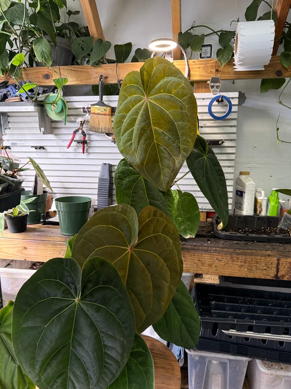 Anthurium SKG dressleri x magnificum mother plant, photo 1 of 4