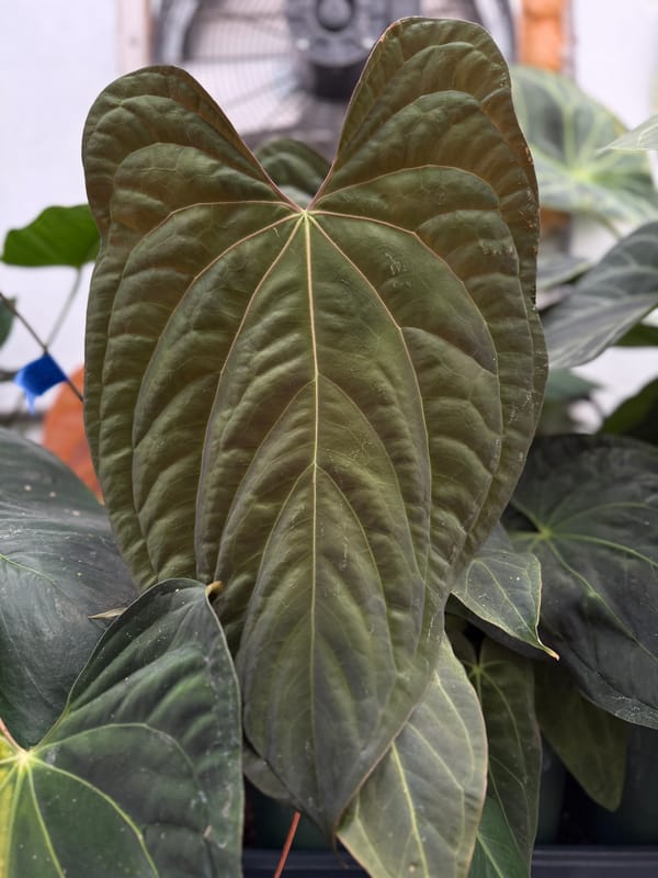 (SKG dressleri x magnificum) x papillilaminum Ft Sherman mother plant, photo 2 of 2