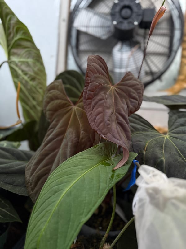 (SKG dressleri x magnificum) x papillilaminum Ft Sherman mother plant, photo 1 of 2