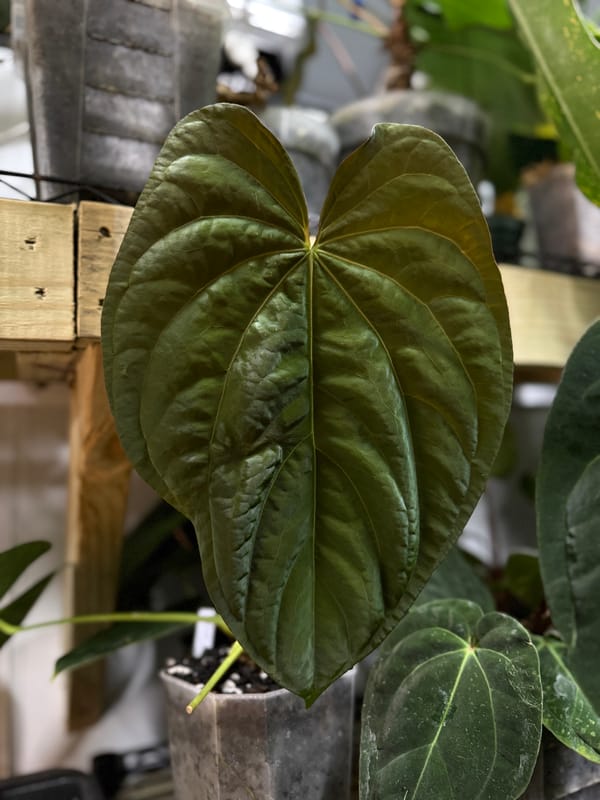Anthurium SKG dressleri x Ree papillilaminum mother plant, photo 2 of 3