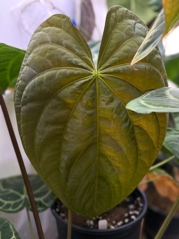 Anthurium SKG dressleri x Ree papillilaminum mother plant, photo 3 of 3