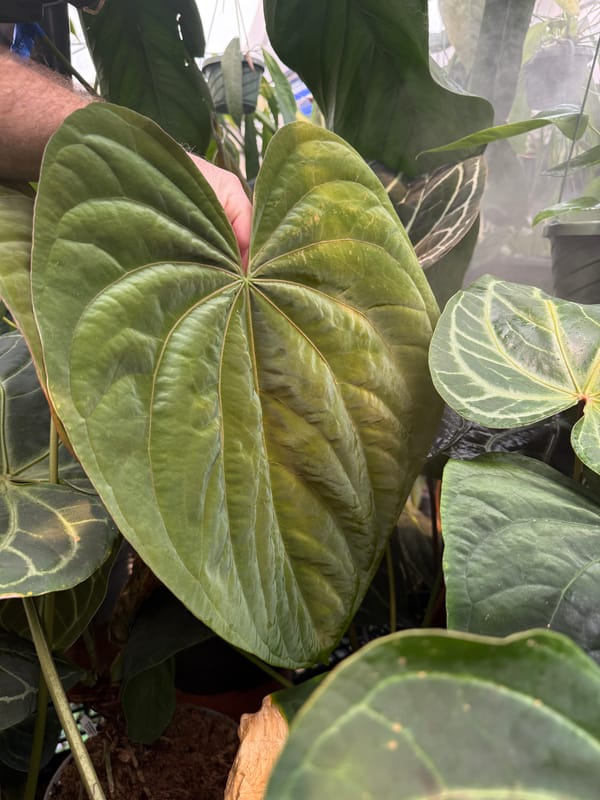 Anthurium SKG dressleri x Ree papillilaminum mother plant, photo 1 of 3