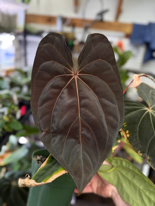 Anthurium (SKG dressleri x Ree papillilaminum) x carlablackiae OG1x5 mother plant, photo 2 of 2