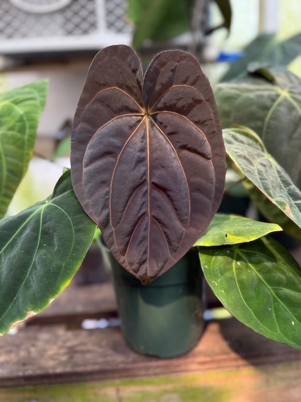 Anthurium (SKG dressleri x Ree papillilaminum) x carlablackiae OG1x5 mother plant, photo 1 of 2