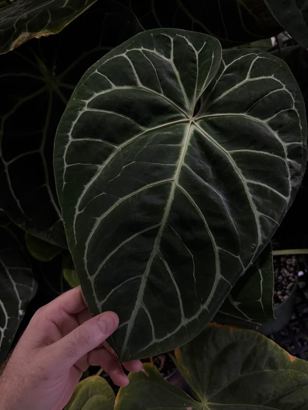 SKG "Grey" mother plant