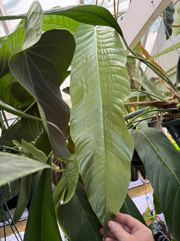 Anthurium spectabile mother plant