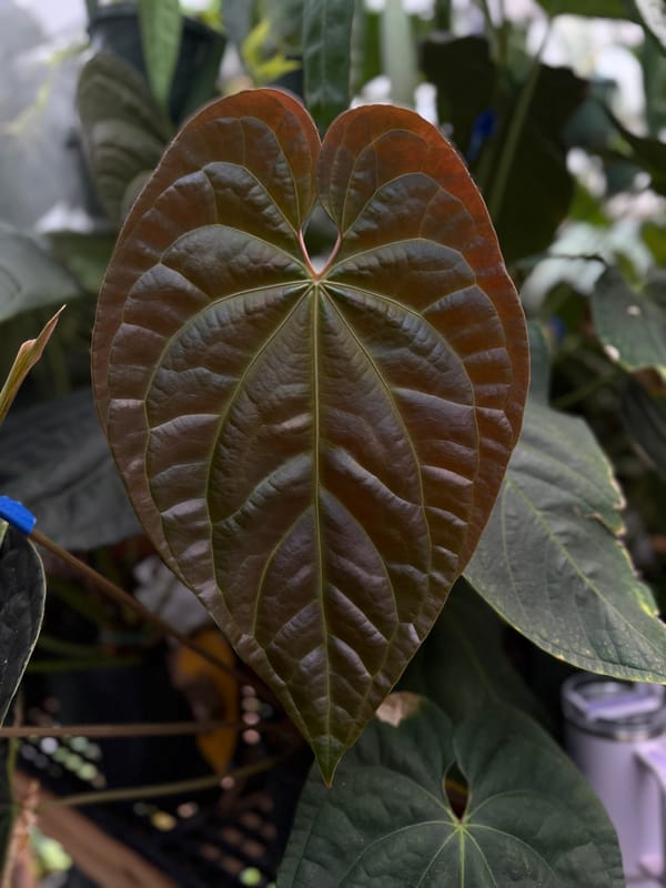 Anthurium aff besseae "Spider" x luxurians mother plant, photo 3 of 6