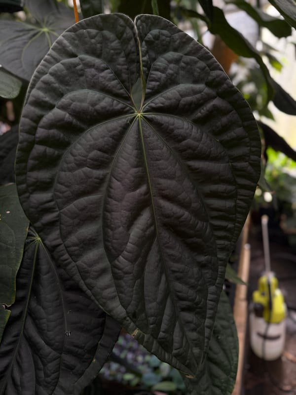 Anthurium aff besseae "Spider" x luxurians mother plant, photo 4 of 6