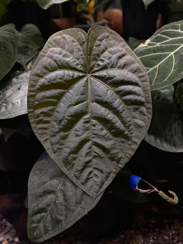 Anthurium aff besseae "Spider" x luxurians mother plant, photo 5 of 6