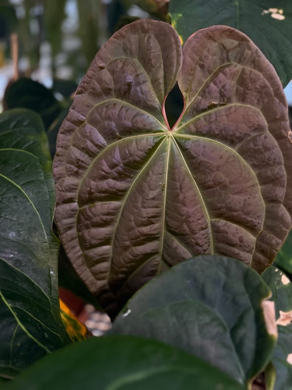 Anthurium aff besseae "Spider" x luxurians mother plant, photo 6 of 6