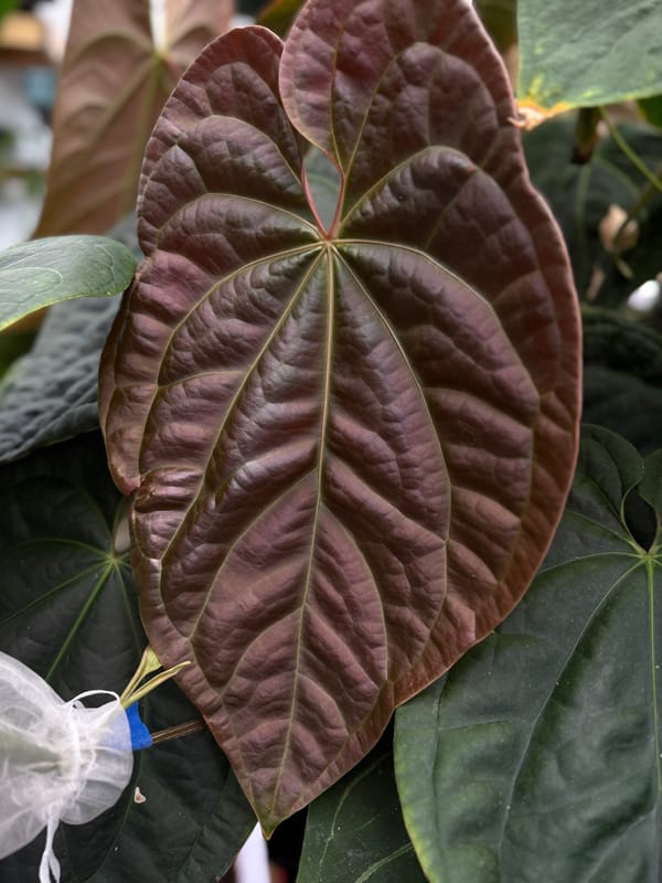 Anthurium aff besseae "Spider" x luxurians mother plant, photo 1 of 6