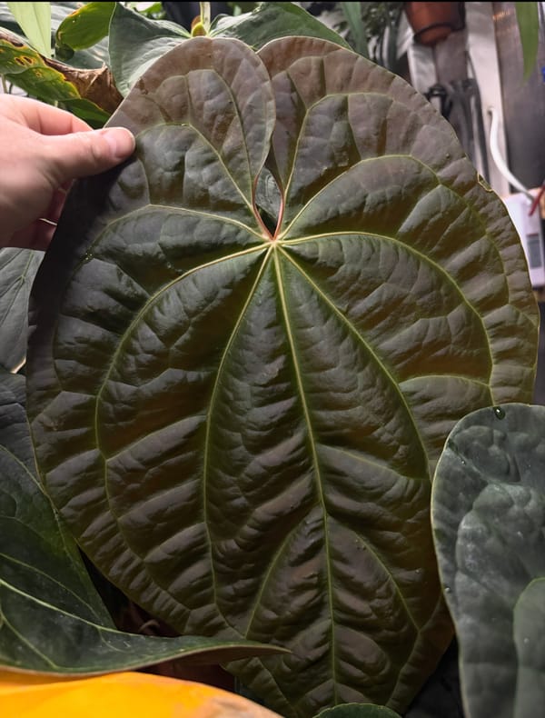 Anthurium aff besseae "Spider" x luxurians mother plant, photo 2 of 6