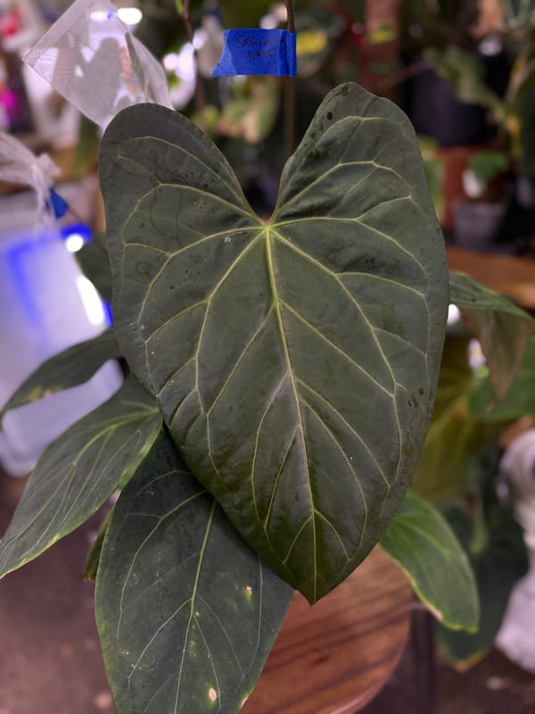 "Starcaller" mother plant, photo 2 of 2
