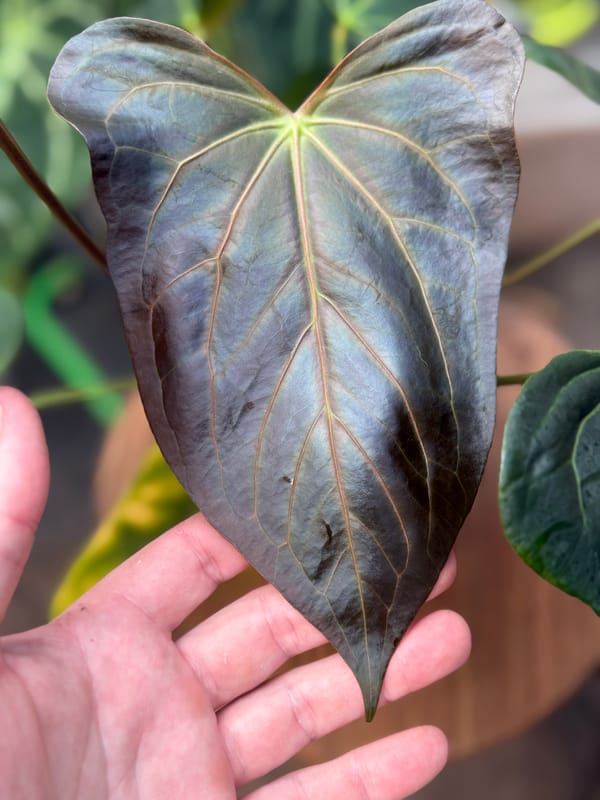 "Starcaller" mother plant, photo 1 of 2
