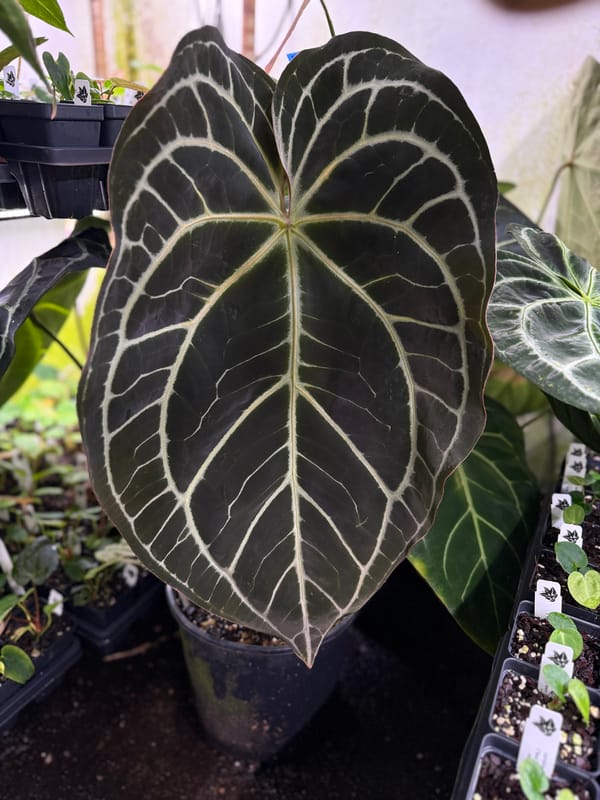 Tim Anderson (crystallinum x magnificum) x carlablackiae mother plant