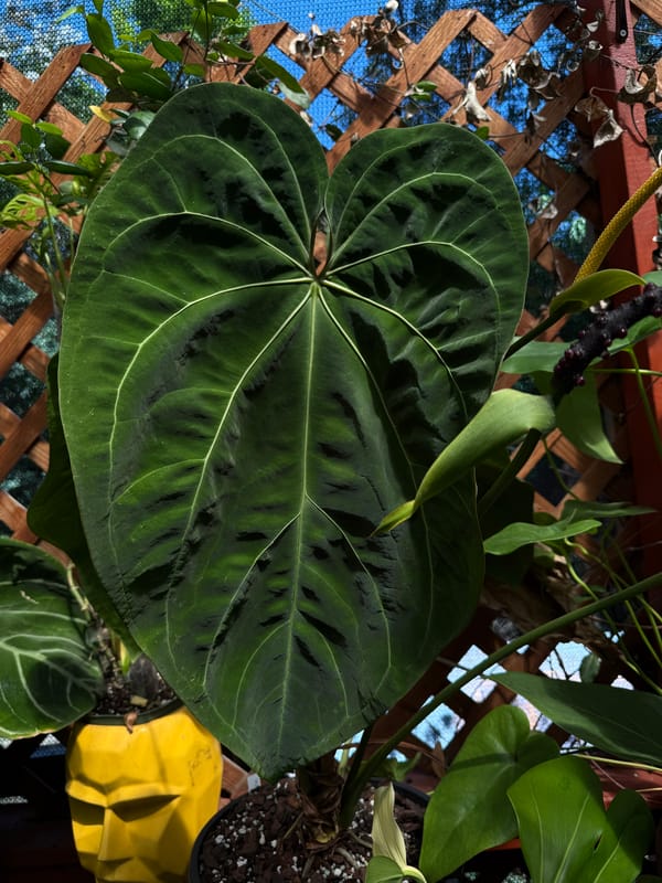 "Tim's Long Lead" x ('Ace of Spades' x forgetii) mother plant, photo 1 of 2