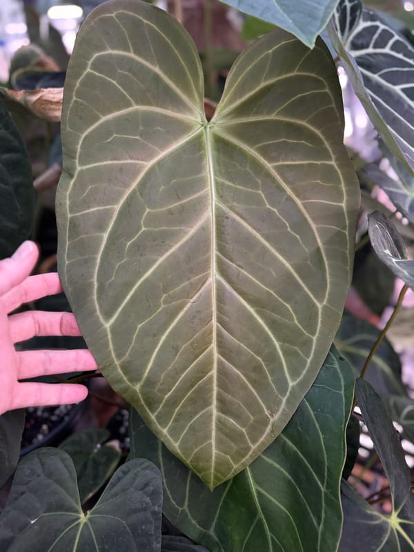 "Tim's Long Leaf Velvet" x self mother plant, photo 2 of 2