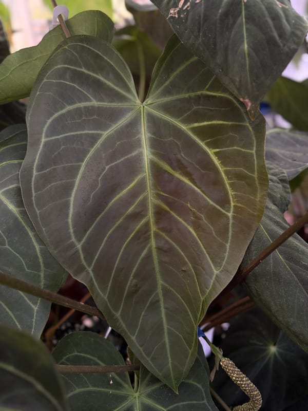 "Tim's Long Leaf Velvet" x self mother plant, photo 1 of 2