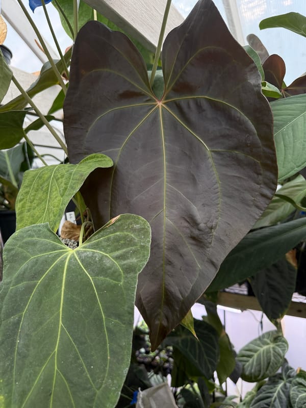 'Tim's Black' x faustomirande mother plant