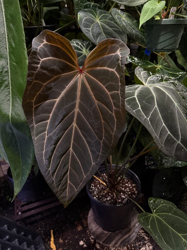 'Tim's Black' x ("Greige" x red crystal) mother plant, photo 2 of 4