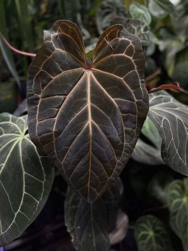 'Tim's Black' x ("Greige" x red crystal) mother plant, photo 3 of 4