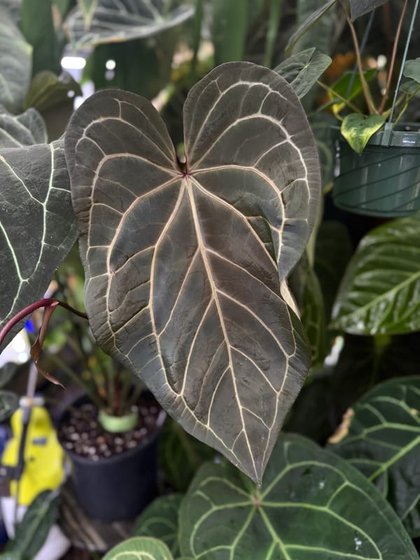 'Tim's Black' x ("Greige" x red crystal) mother plant, photo 4 of 4