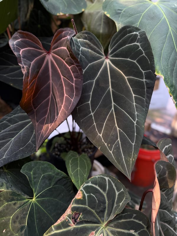 'Tim's Black' x ("Greige" x red crystal) mother plant, photo 1 of 4