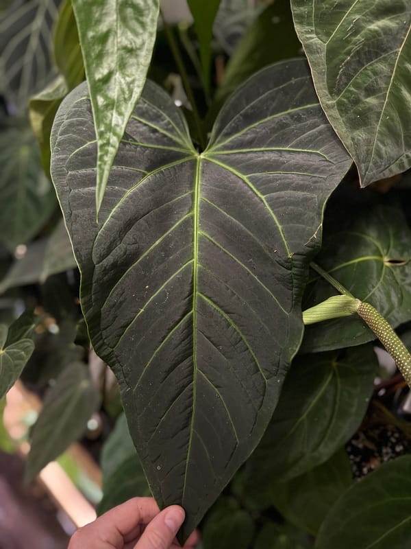 "Tim's Black" x "Tim's Long Leaf Velvet" mother plant, photo 2 of 3