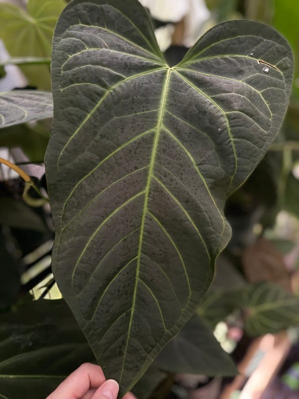 "Tim's Black" x "Tim's Long Leaf Velvet" mother plant, photo 3 of 3