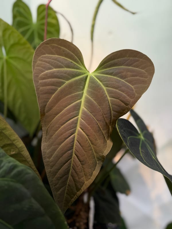 "Tim's Black" x "Tim's Long Leaf Velvet" mother plant, photo 1 of 3